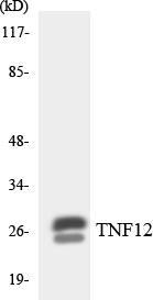 TNF12 Colorimetric Cell-Based ELISA (CBCAB00934)