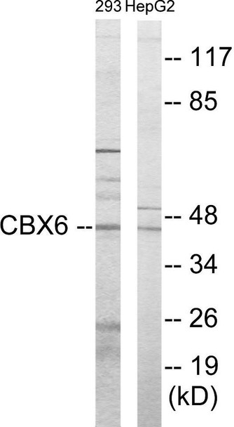CBX6 Colorimetric Cell-Based ELISA (CBCAB00964)
