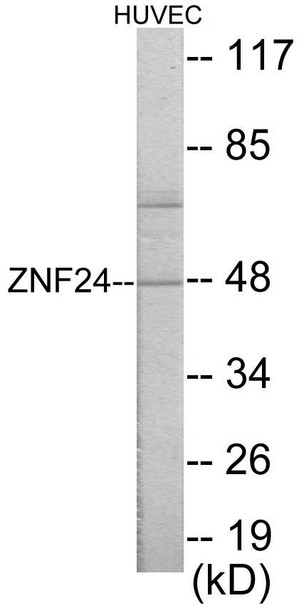 ZNF24 Colorimetric Cell-Based ELISA (CBCAB00977)