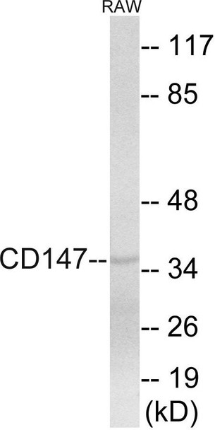 CD147 Colorimetric Cell-Based ELISA (CBCAB01006)