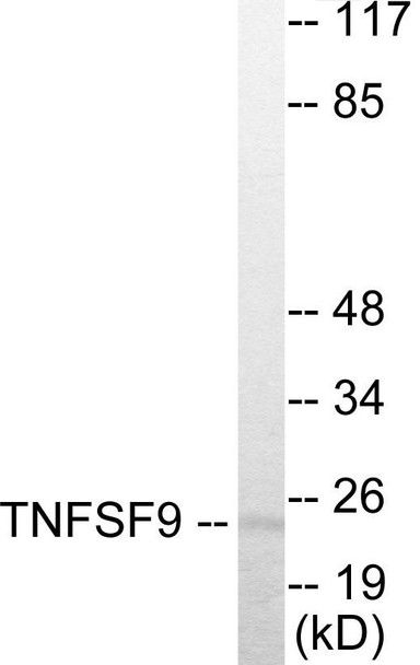 TNFSF9 Colorimetric Cell-Based ELISA (CBCAB01013)