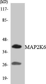MAP2K6 Colorimetric Cell-Based ELISA (CBCAB01032)