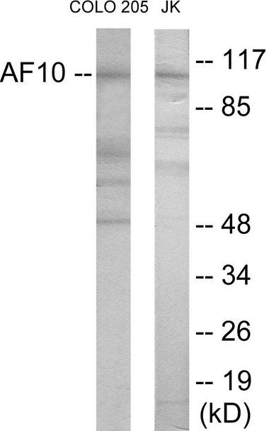 AF10 Colorimetric Cell-Based ELISA (CBCAB01042)