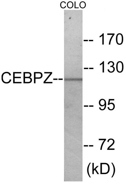 CEBPZ Colorimetric Cell-Based ELISA (CBCAB01062)