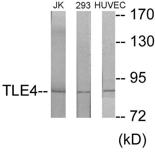 TLE4 Colorimetric Cell-Based ELISA (CBCAB01064)
