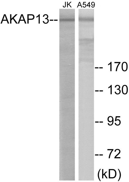 AKAP13 Colorimetric Cell-Based ELISA (CBCAB01074)