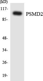 PSMD2 Colorimetric Cell-Based ELISA (CBCAB01079)