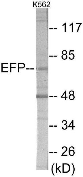 ZNF147 Colorimetric Cell-Based ELISA (CBCAB01095)