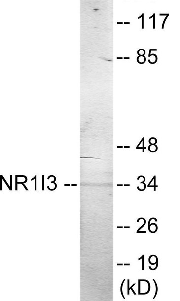 NR1I3 Colorimetric Cell-Based ELISA (CBCAB01101)