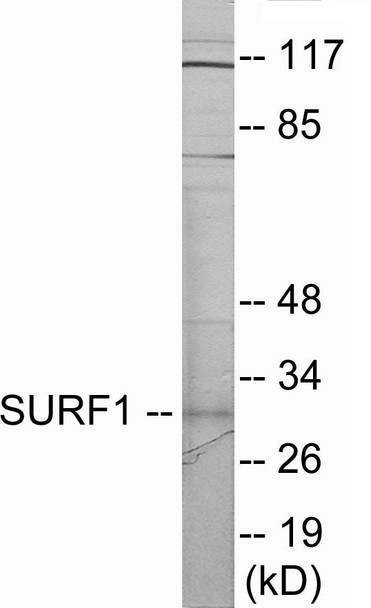 SURF1 Colorimetric Cell-Based ELISA (CBCAB01107)