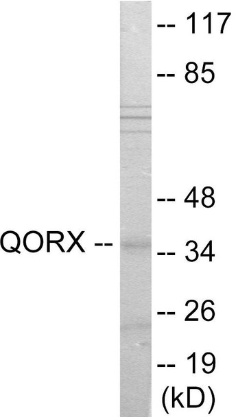 QORX Colorimetric Cell-Based ELISA (CBCAB01129)