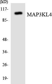 MAP3KL4 Colorimetric Cell-Based ELISA (CBCAB01134)
