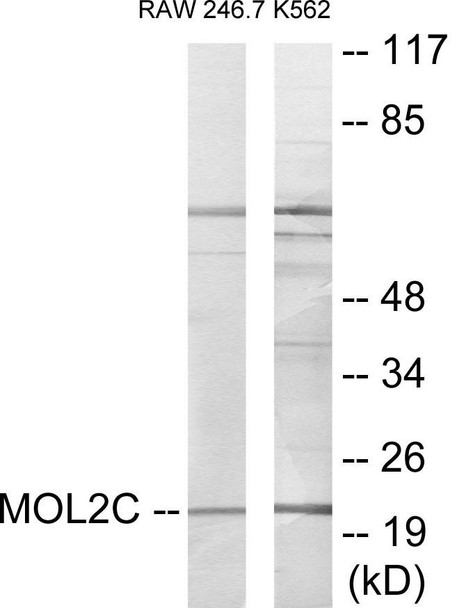 MOL2C Colorimetric Cell-Based ELISA (CBCAB01140)