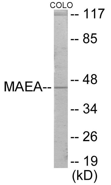 MAEA Colorimetric Cell-Based ELISA (CBCAB01142)
