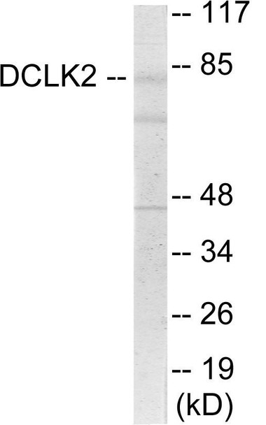 DCLK2 Colorimetric Cell-Based ELISA (CBCAB01154)