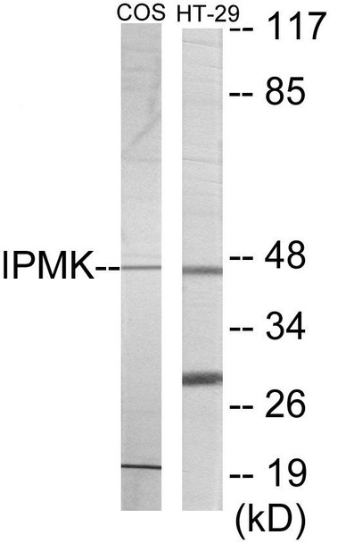 IPMK Colorimetric Cell-Based ELISA (CBCAB01158)
