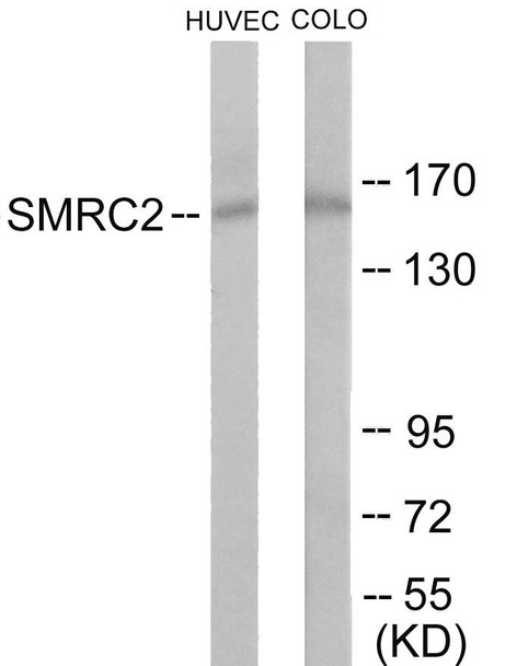 SMRC2 Colorimetric Cell-Based ELISA (CBCAB01160)