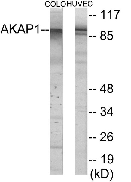 AKAP1 Colorimetric Cell-Based ELISA (CBCAB01169)