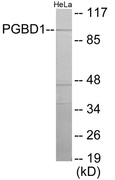 PGBD1 Colorimetric Cell-Based ELISA (CBCAB01180)
