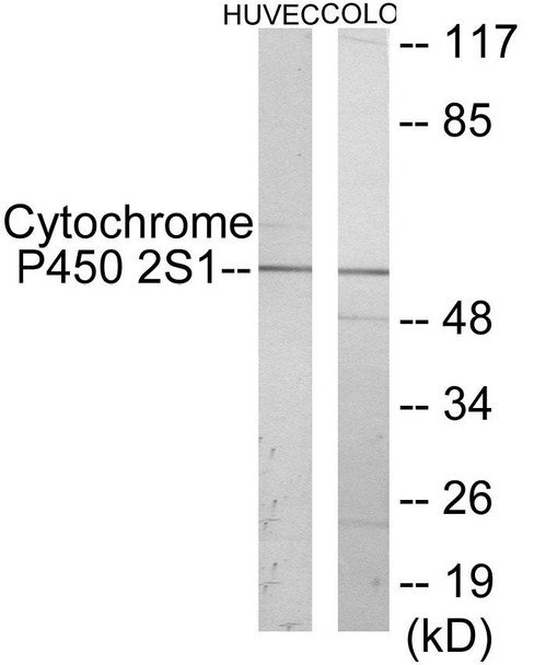 Cytochrome P450 2S1 Colorimetric Cell-Based ELISA (CBCAB01194)