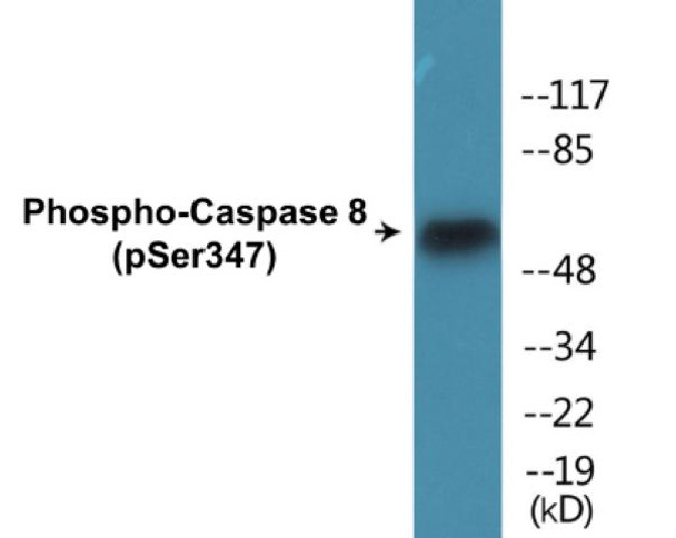 Caspase 8 (Phospho-Ser347)Colorimetric Cell-Based ELISA Kit (CBCAB01234)