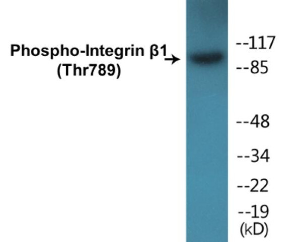 Integrin beta1 (Phospho-Thr789)Colorimetric Cell-Based ELISA Kit (CBCAB01293)