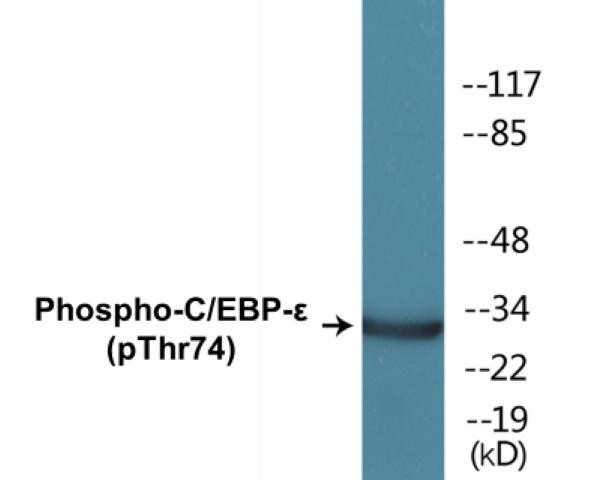 C/EBP-epsilon (Phospho-Thr74)Colorimetric Cell-Based ELISA Kit (CBCAB01391)