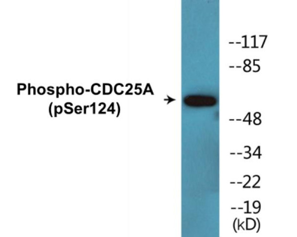CDC25A (Phospho-Ser124)Colorimetric Cell-Based ELISA Kit (CBCAB01401)