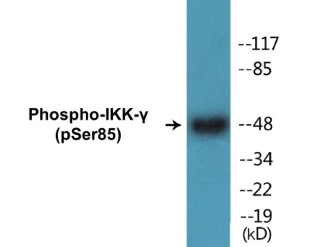 IKK-gamma (Phospho-Ser85)Colorimetric Cell-Based ELISA Kit (CBCAB01470)