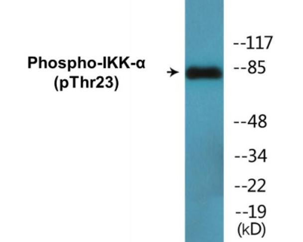IKK-alpha (Phospho-Thr23)Colorimetric Cell-Based ELISA Kit (CBCAB01548)