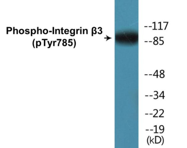 Integrin beta3 (Phospho-Tyr785)Colorimetric Cell-Based ELISA Kit (CBCAB01550)