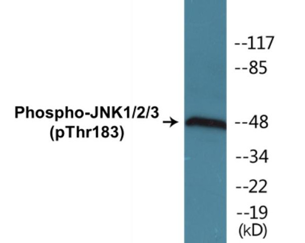 JNK1/2/3 (Phospho-Thr183)Colorimetric Cell-Based ELISA Kit (CBCAB01552)