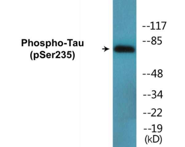 Tau (Phospho-Ser235)Colorimetric Cell-Based ELISA Kit (CBCAB01616)