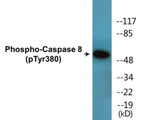 Caspase 8 (Phospho-Tyr380)Colorimetric Cell-Based ELISA Kit (CBCAB01622)