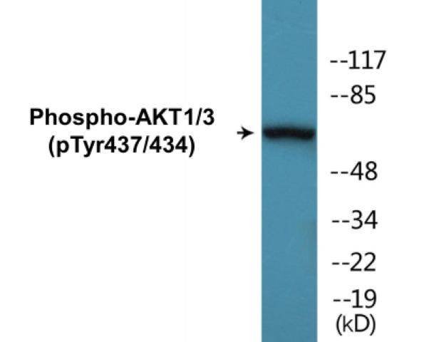 AKT1/3 (Phospho-Tyr437/434)Colorimetric Cell-Based ELISA Kit (CBCAB01640)