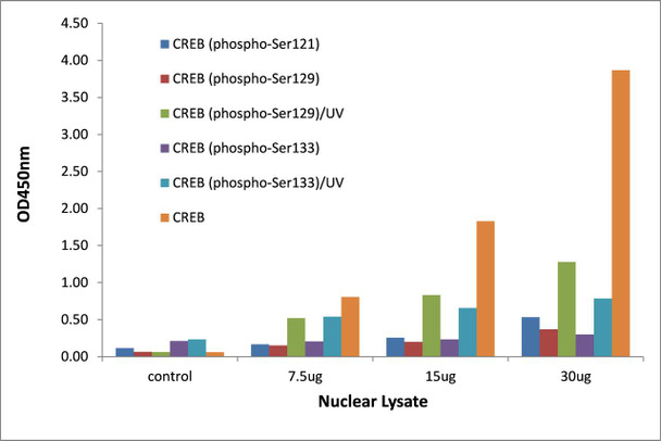 CREB (Phospho-Ser133)Transcription Factor Activity Assay (TFAB00019)