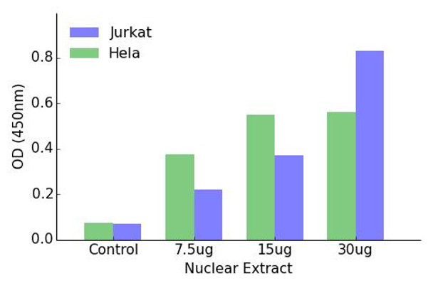 GATA1 (Phospho-Ser142)Transcription Factor Activity Assay (TFAB00029)