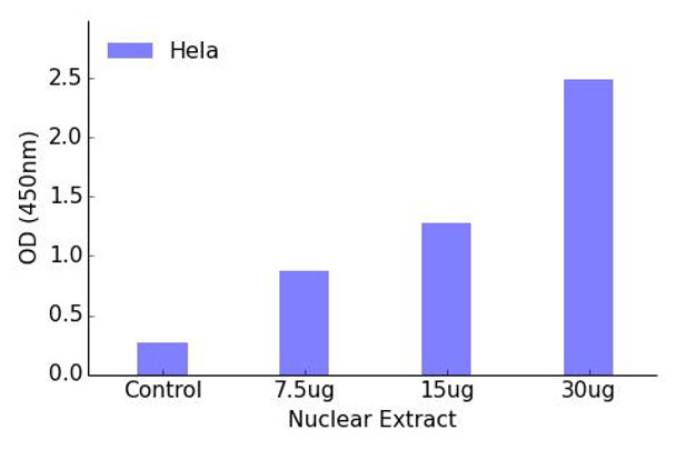 AML1 Transcription Factor Activity Assay (TFAB00074)