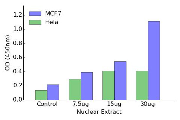 Androgen Receptor Transcription Factor Activity Assay (TFAB00081)