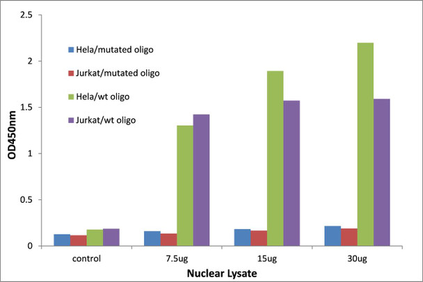 DLX5 Transcription Factor Activity Assay (TFAB00090)