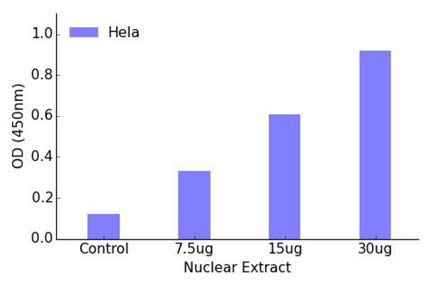 FOXH1 Transcription Factor Activity Assay (TFAB00110)