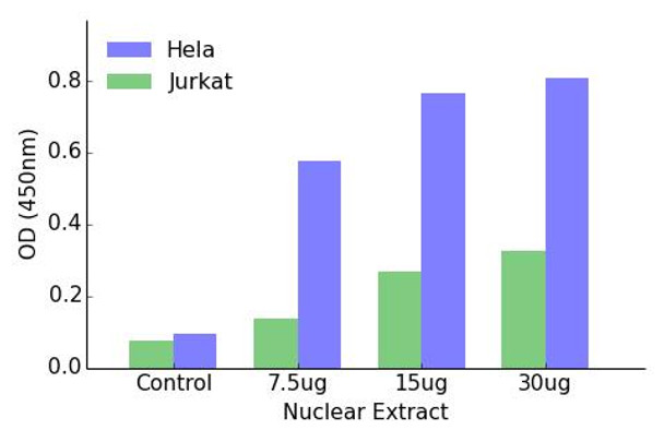 GATA6 Transcription Factor Activity Assay (TFAB00117)