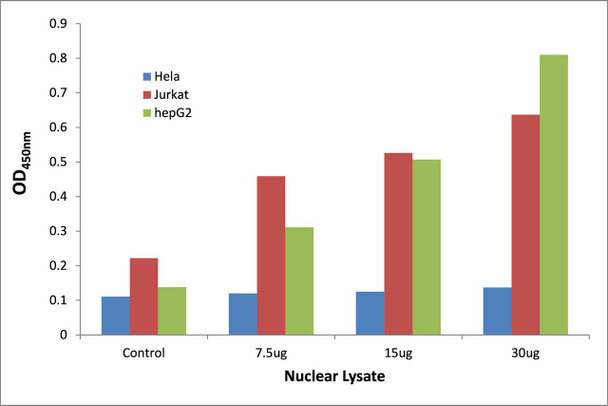 NFYA Transcription Factor Activity Assay (TFAB00142)