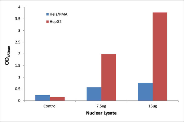 STAT1 Transcription Factor Activity Assay (TFAB00165)