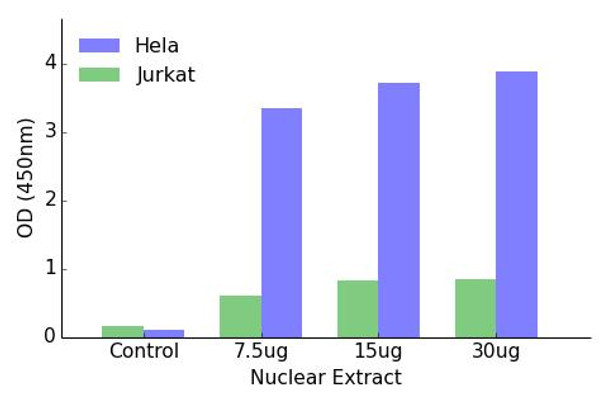 TEAD3 Transcription Factor Activity Assay (TFAB00175)