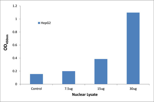 CEBPB Transcription Factor Activity Assay (TFAB00181)
