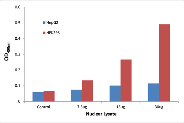 SOX6 Transcription Factor Activity Assay (TFAB00200)