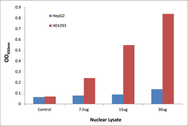 IKZF4 Transcription Factor Activity Assay (TFAB00203)