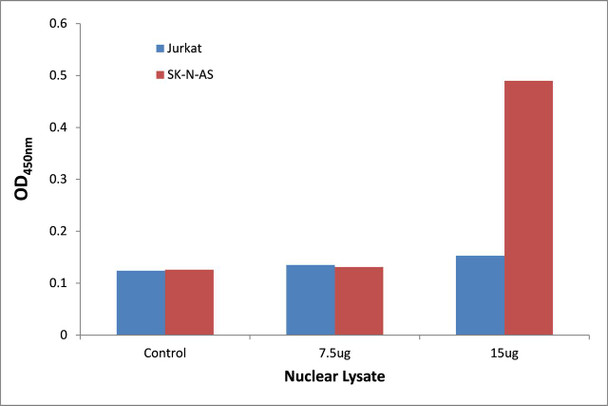 Maf Transcription Factor Activity Assay (TFAB00205)
