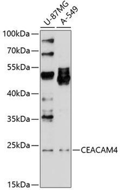 CEACAM4 Rabbit Polyclonal Antibody (CAB10055)